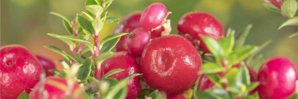 Gaultheria mucronata, rot