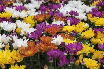 CHRYSANTHEMEN IN FARBEN UND FORMEN