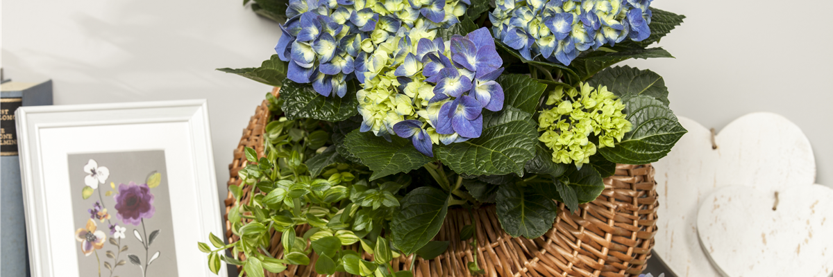 Hydrangea macrophylla