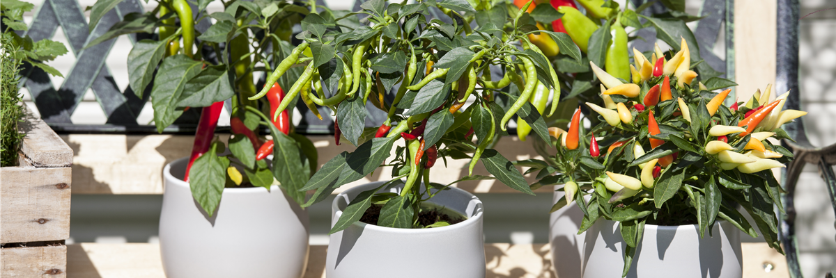 Capsicum annuum