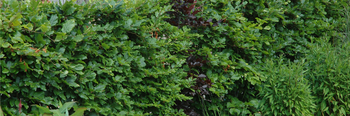 Hecke
