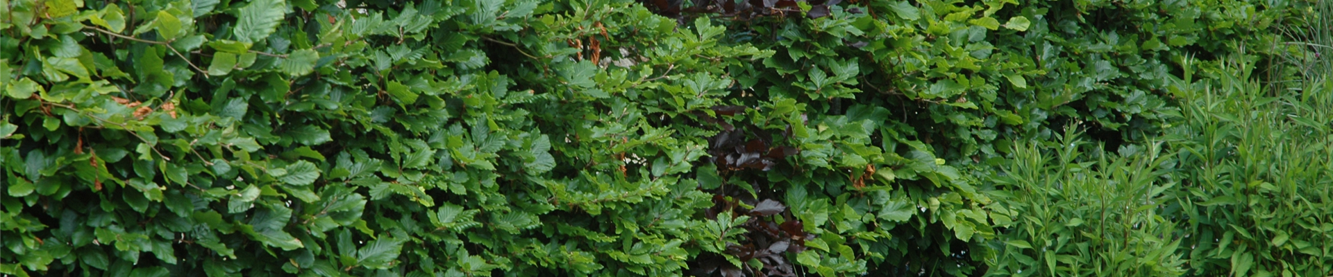 Hecke