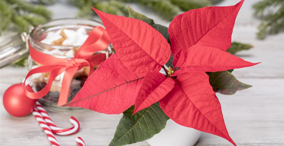 ZIMMERPFLANZEN ZU WEIHNACHTEN