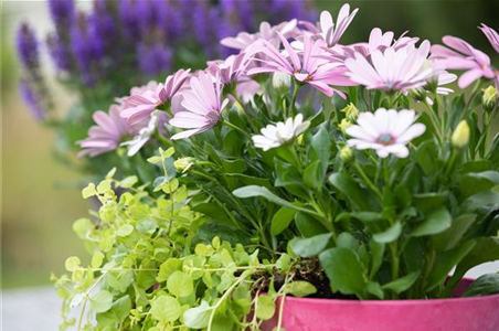 HERBSTLICHE PFLANZIDEEN